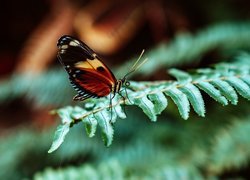 Motyl na liściu paproci