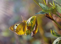 Motyl, Liście, Roślina, Światło, Rozmyte, Tło