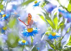 Motyl, Niebieskie, Kwiaty, Rozmyte tło