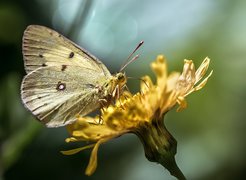 Żółty, Motyl, Żółty, Kwiat