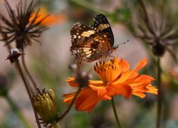 Motyl, Pomarańczowy, Kwiat