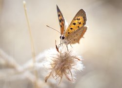 Makro, Motyl, Czerwończyk żarek, Roślina