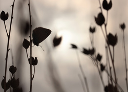 Motyl na roślinie o zmierzchu