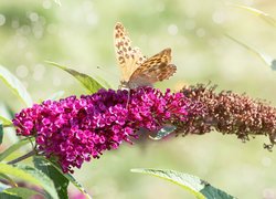 Motyl na różowej budlei