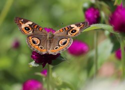 Motyl na różowym kwiatku w zbliżeniu