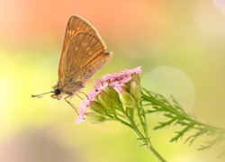 Motyl na różowym kwiatku