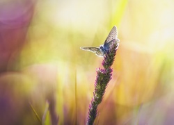 Źdźbło, Trawa, Motyl, Bokeh