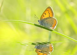 Motyl na źdźble trawy nad wodą