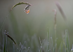 Motyl, Zorzynek rzeżuchowiec, Trawa, Krople