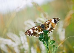 Motyl, Zielona, Roślina, Rozmyte, Tło