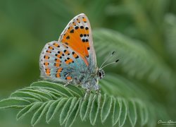 Motyl, Liść, Makro