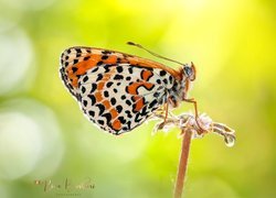 Motyl, Roślina, Makro, Zielone tło