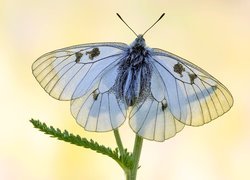 Motyl, Niepylak mnemozyna, Roślina, Makro