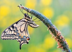 Motyl, Paź królowej, Źdźbło, Makro