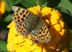 Motyl perłowiec malinowiec na żółtej cynii