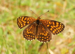 Przeplatka atalia, Motyl