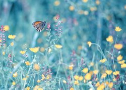 Motyl przestrojnik na polnym kwiatku