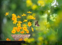 Motyl przy żółtych kwiatach w doniczce na rozmytym tle