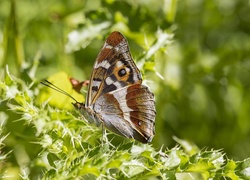 Motyl przyleciał na ostrokrzew