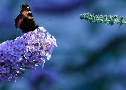 Motyl rusałka admirał na kwiatach budlei