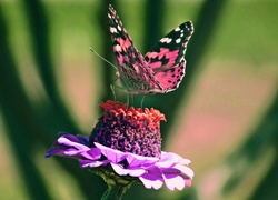 Motyl rusałka osetnik na kwiecie cynii