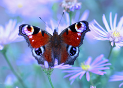 Rusałka Pawik, Motyl, Kwiaty