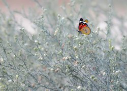 Motyl, Roślinki