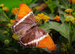 Motyl Siproeta epaphus na liściu