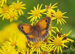 Motyl strzępotek ruczajnik przysiadł na żółtych kwiatach