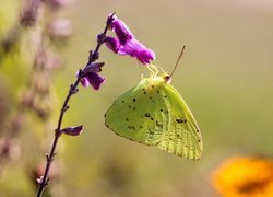 Żółty, Motyl, Szlaczkoń, Fioletowy, Kwiat, Zbliżenie