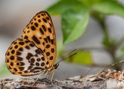 Motyl w zbliżeniu