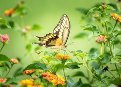 Motyl, Paź królowej, Kolorowe, Kwiaty