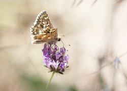 Motyl z postrzępionym skrzydełkiem