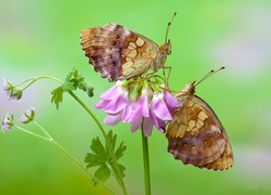 Motyle dostojka ino na kwiatku