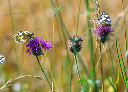 Motyle na chabrach łąkowych