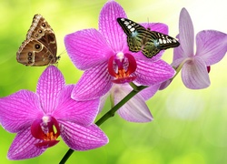 Motyle na kwiatach storczyka
