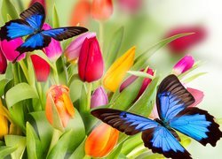 Motyle na tulipanach