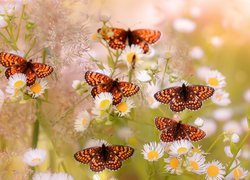 Motyle przeplatka atalia na kwiatach przymiotna