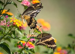 Motyle, Rodzina paziowatych, Kwiaty