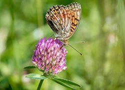 Motyl, Koniczyna, Kwiat, Listki