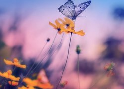 Motyl, Kwiaty, Rozmycie
