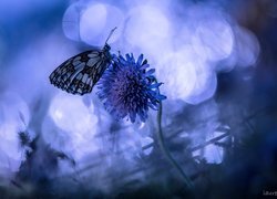 Motyl, Kwiat, Niebieskie tło