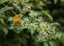 Motyl, Roślina, Kwiaty