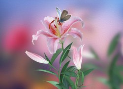 Motylek na różowej lilii