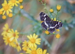 Motyl, Żółte, Kwiaty, Rozmyte, Tło