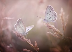 Motylki modraszki na źdźbłach trawy
