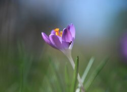 Fioletowy, Krokus, Kwiat, Mrówka