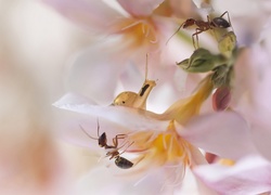 Mrówki i ślimak na różowym kwiatku w zbliżeniu