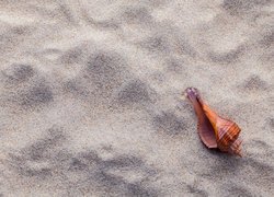 Muszelka na piasku