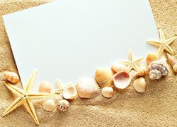 Muszelki i rozgwiazdy na białej kartce w piasku